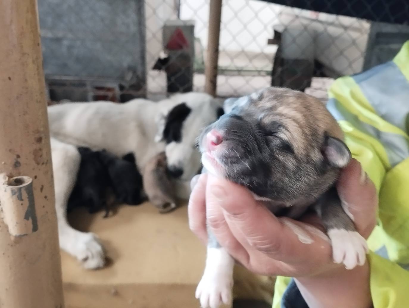 La mastina y sus ocho cachorros de Aguilar de Campoo