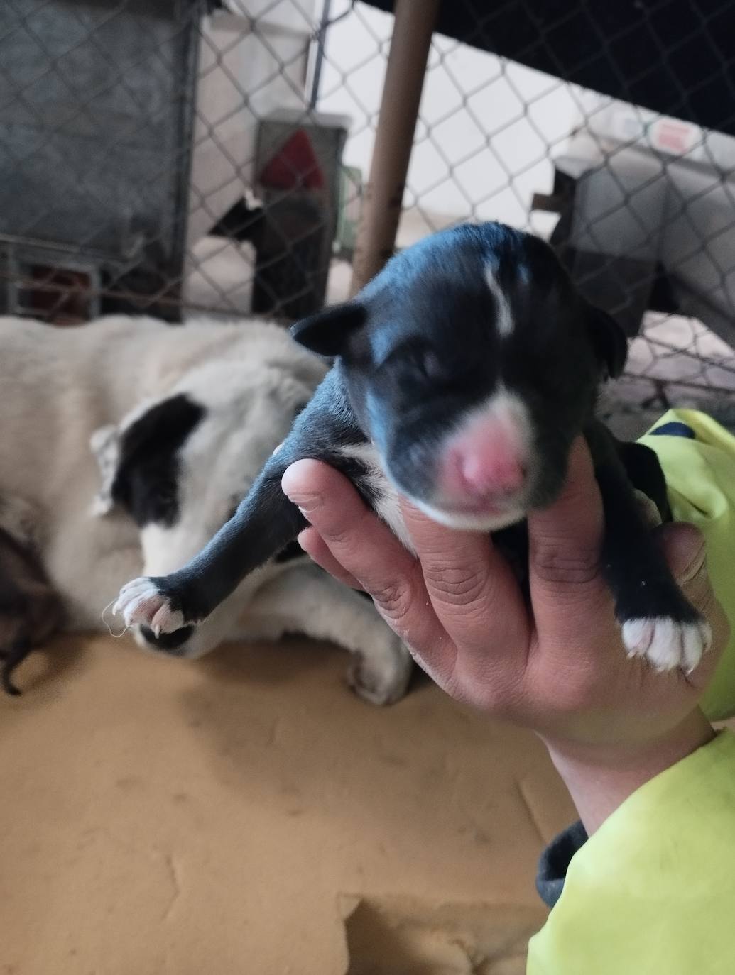 La mastina y sus ocho cachorros de Aguilar de Campoo