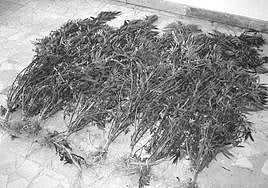 Les piden tres años de cárcel por cultivar marihuana en la terraza de casa