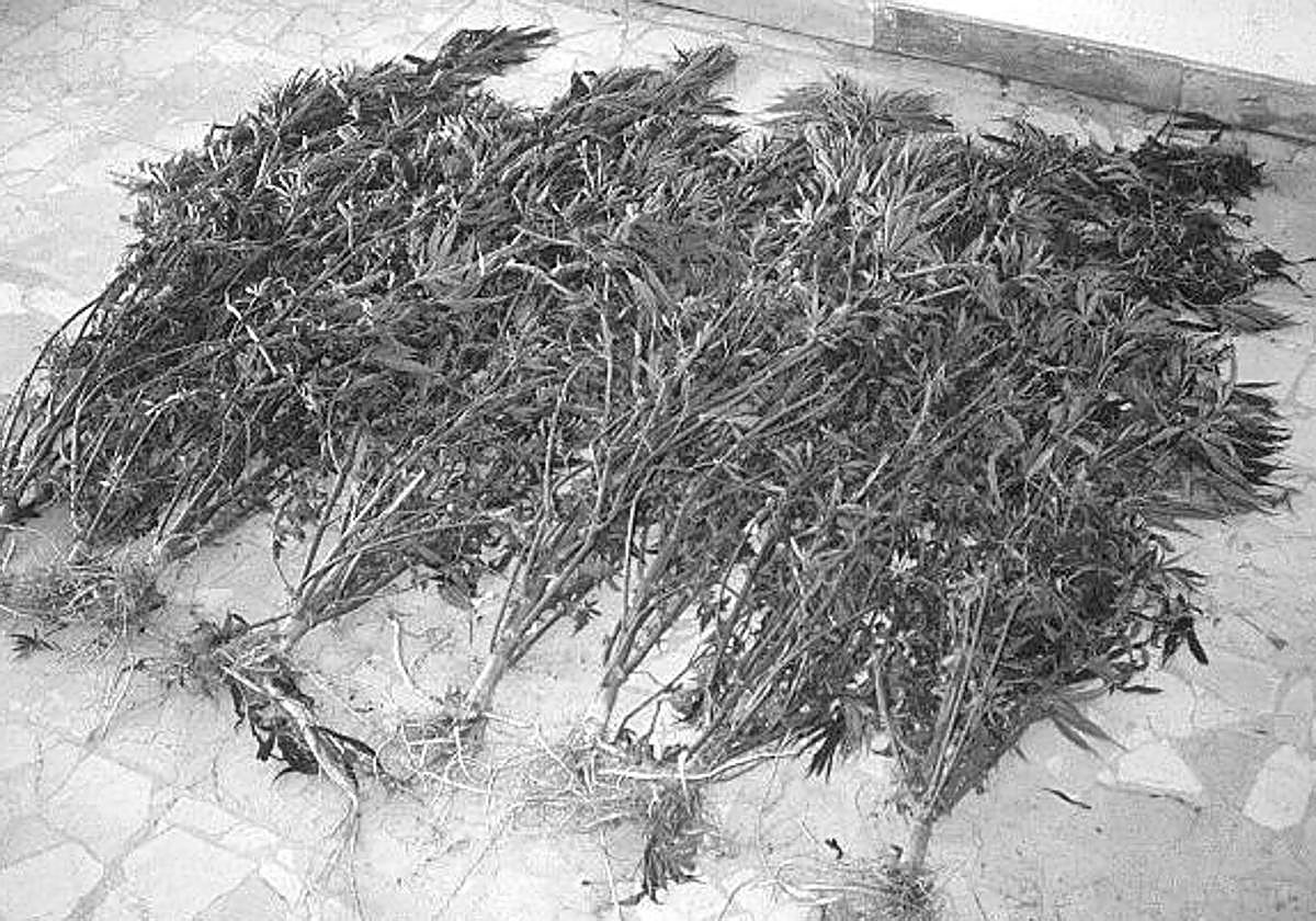 Les piden tres años de cárcel por cultivar marihuana en la terraza de casa