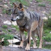 Castilla y León pide al Gobierno que derogue los cambios en la protección del lobo