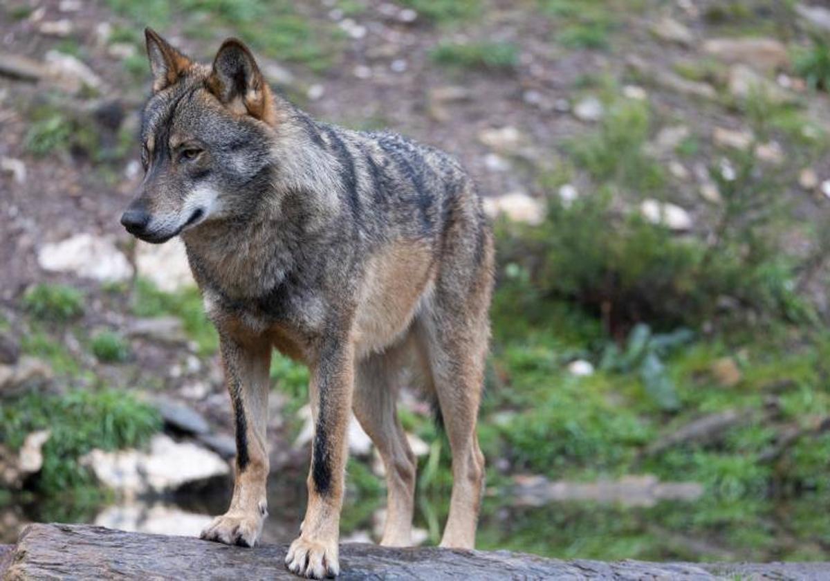 Imagen de archivo de un lobo ibérico.