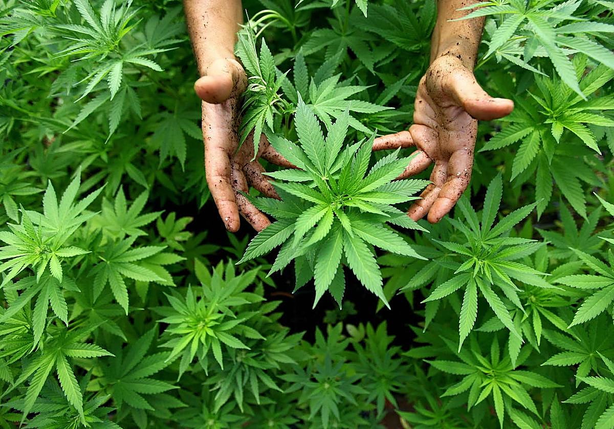 Asumen dos años de cárcel por cultivar marihuana en la terraza de casa