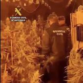 Localizadas 1.035 plantas de marihuana en un cultivo indoor en La Lastra