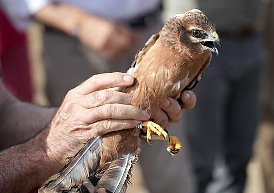 Ejemplar de aguilucho cenizo.