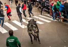 Encierro del Sábado de Carnaval de 2023, en Ciudad Rodrigo.