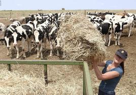 Una ganadera de vacuno de leche atiende su explotación en la provincia de Zamora.