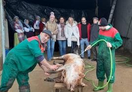 Limpieza del cerdo antes de comenzar el destazado.