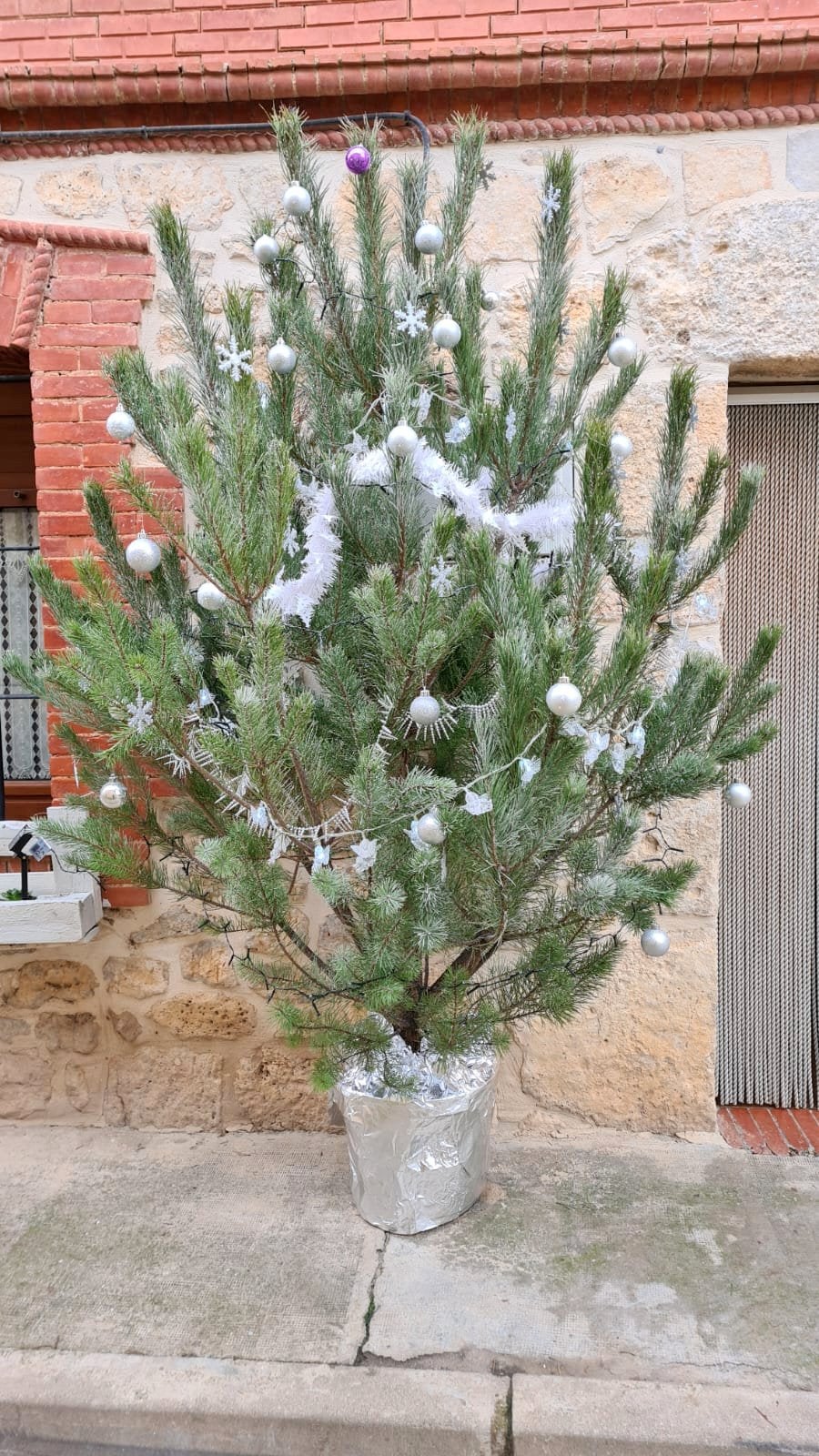 Cordovilla la Real ha brillado durante la Navidad con una esmerada decoración de árboles navideños