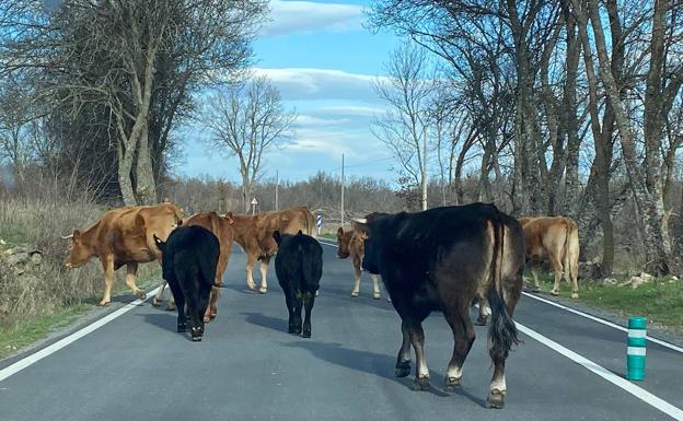 Imagen principal - En grande, vacas sueltas por la carretera. Abajo a la izquierda, rebaño en la finca de Santiuste. A la derecha, un burro con una herida. 