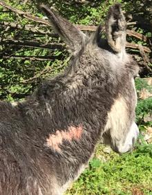 Imagen secundaria 2 - En grande, vacas sueltas por la carretera. Abajo a la izquierda, rebaño en la finca de Santiuste. A la derecha, un burro con una herida. 