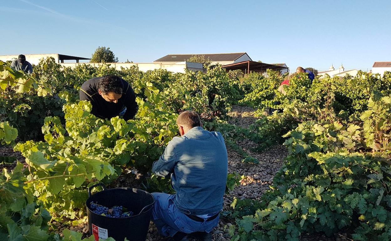 Vendimia en una bodega de Cigales. 