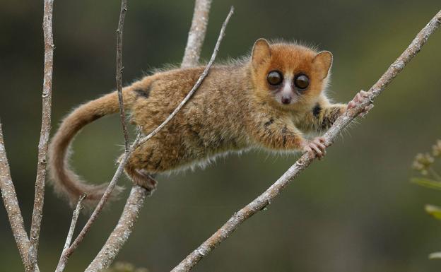 Lémur de ratón marrón (Microcebus rufus), una de las 104 especies de lémures que actualmente están amenazadas de extinción en Madagascar.