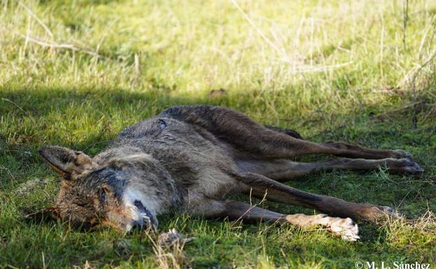 Alertan de la muerte de una loba en la comarca de Medina y piden una investigación