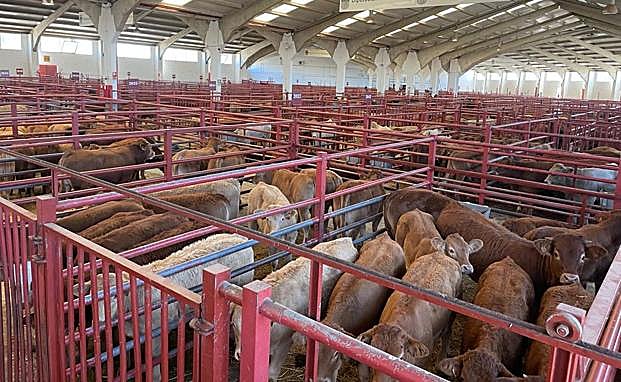Estabilidad en los cereales y subida del porcino blanco en Salamanca