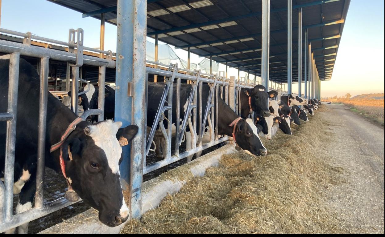 Explotación de vacuno de leche en la provincia de Valladolid. 