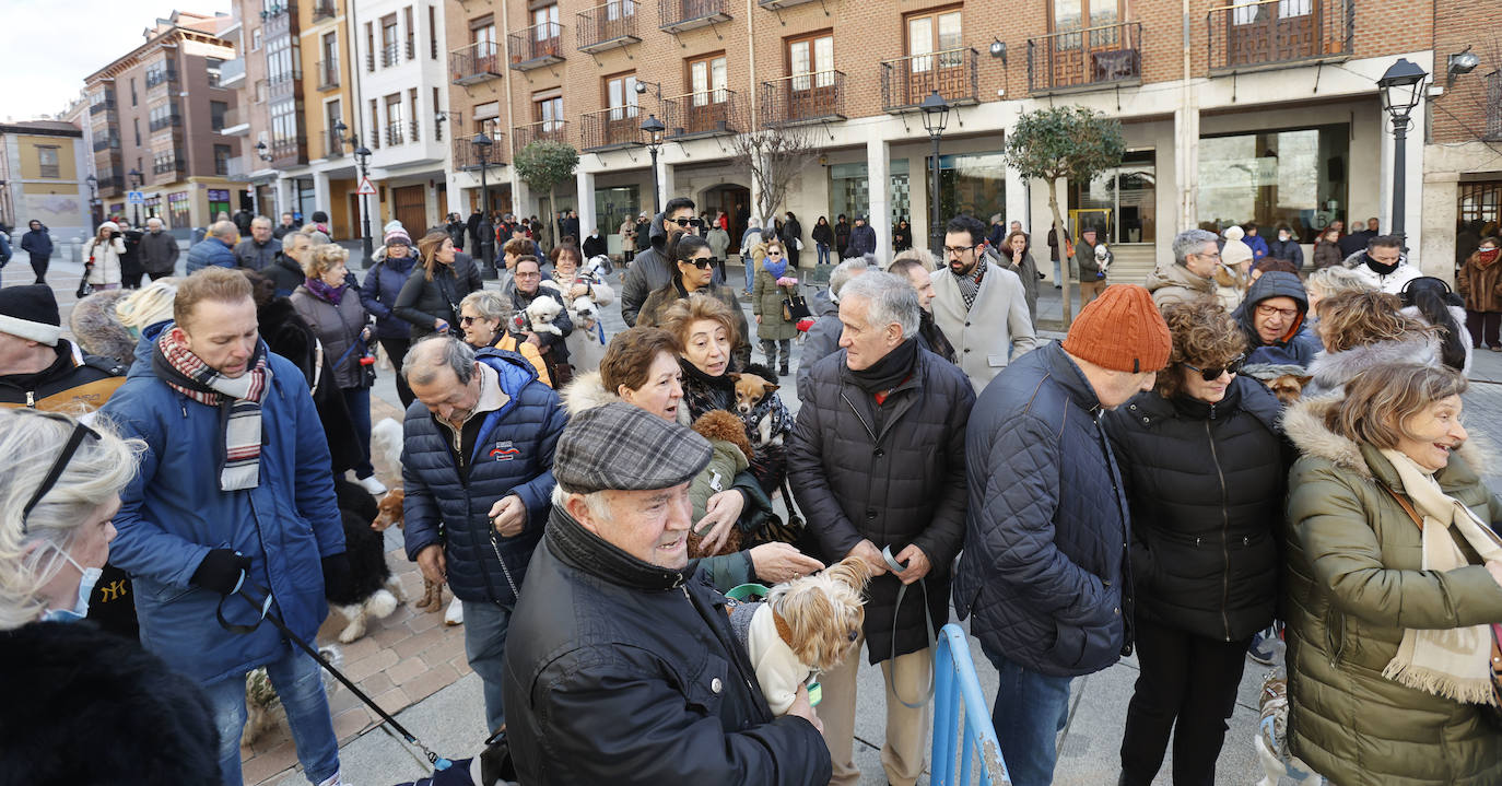 Fotos: Bendición de animales en Palencia