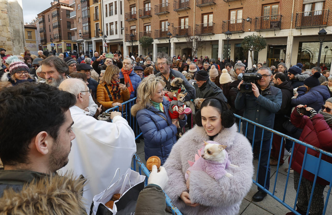 Fotos: Bendición de animales en Palencia