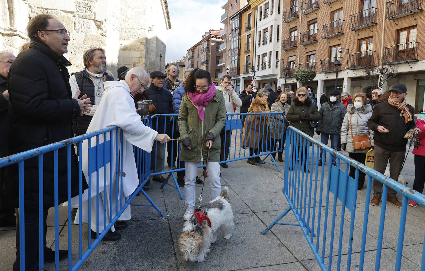 Fotos: Bendición de animales en Palencia