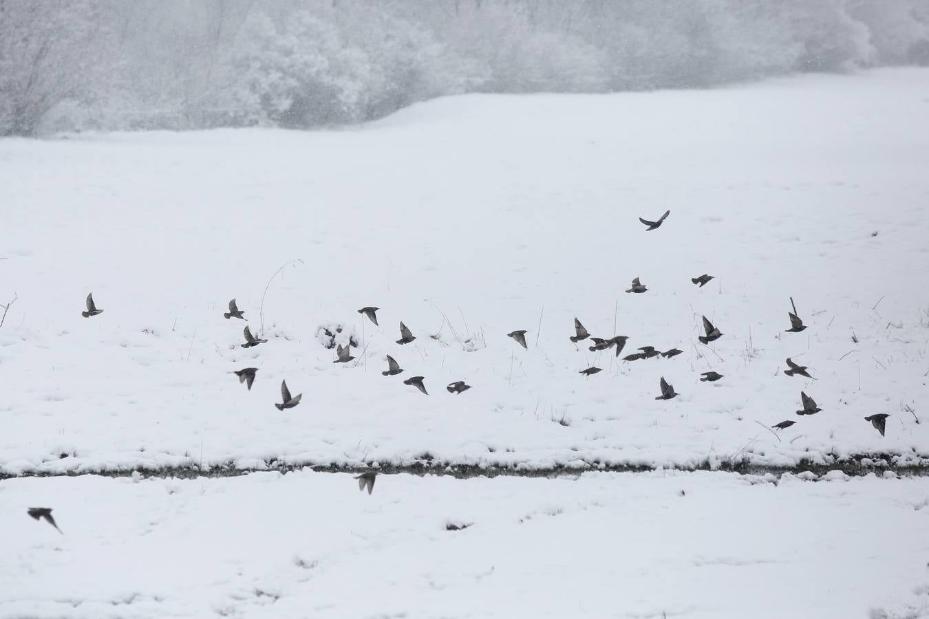 Fotos: Llegan las primeras nieves a Castilla y León