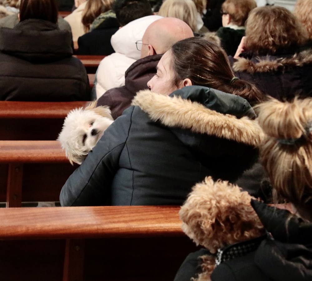 Fotos: Bendición de animales por San Antón en Valladolid