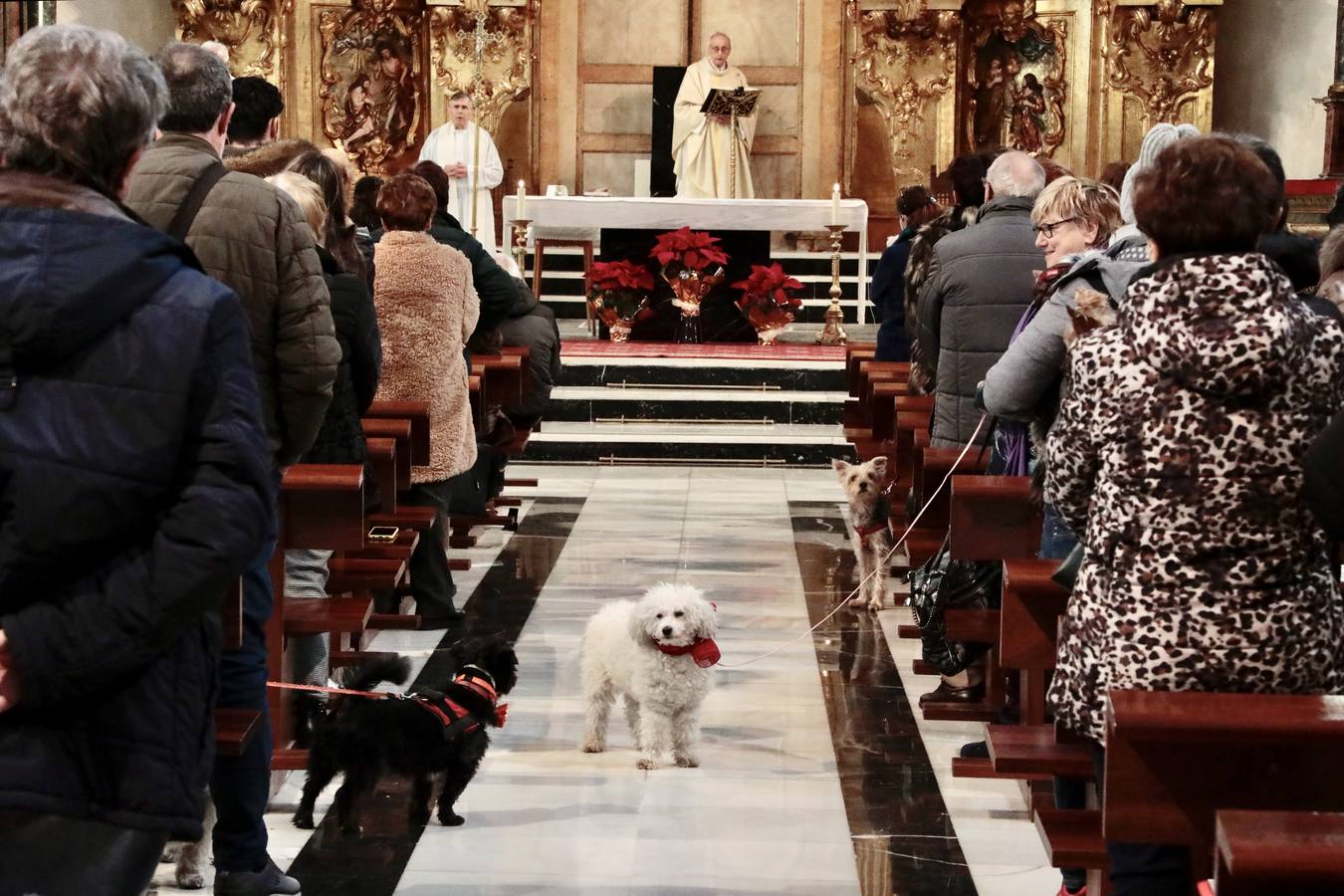 Fotos: Bendición de animales por San Antón en Valladolid