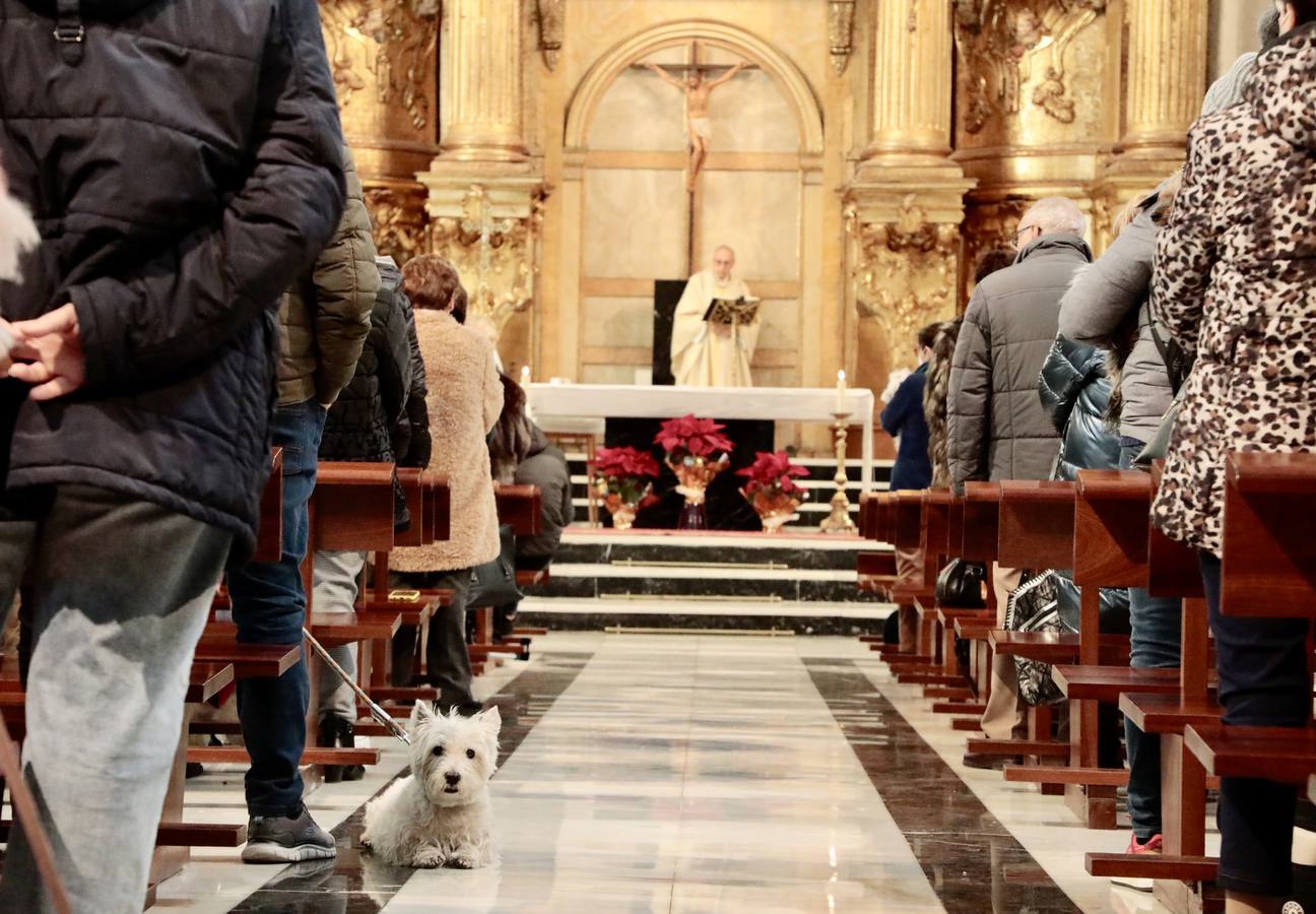 Fotos: Bendición de animales por San Antón en Valladolid