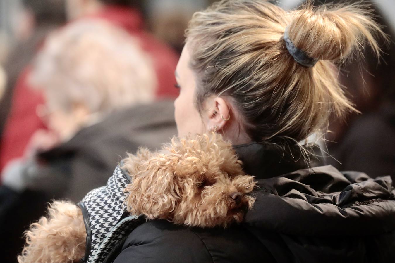 Fotos: Bendición de animales por San Antón en Valladolid