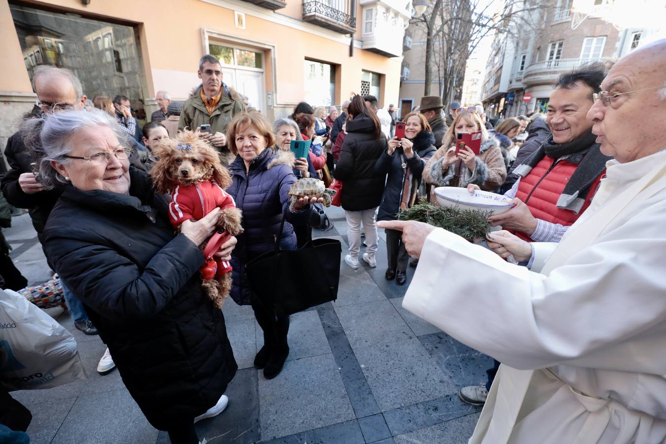 Fotos: Bendición de animales por San Antón en Valladolid
