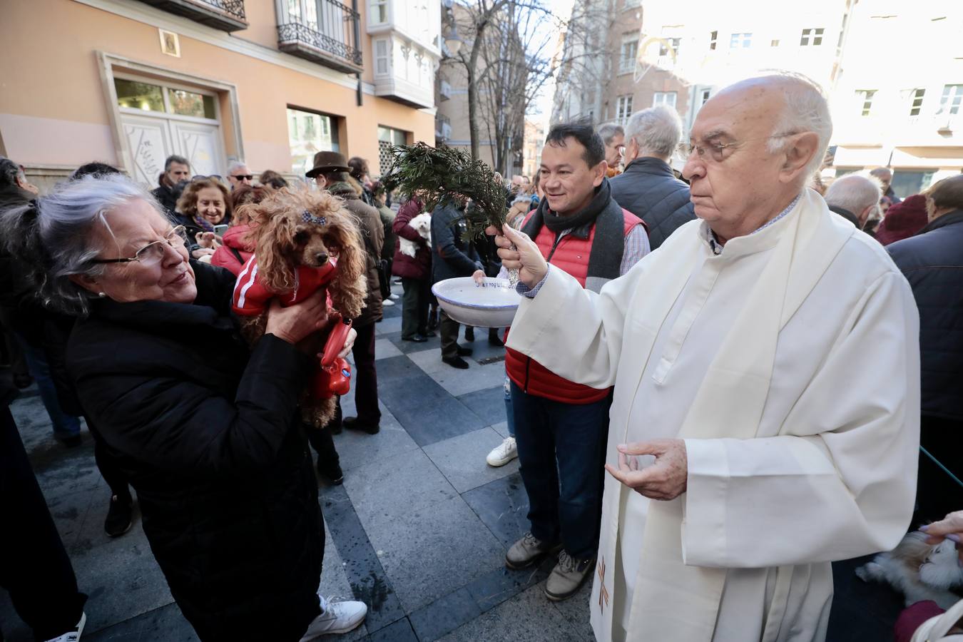 Fotos: Bendición de animales por San Antón en Valladolid