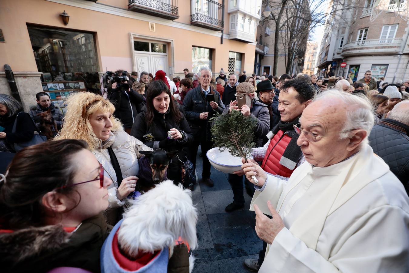 Fotos: Bendición de animales por San Antón en Valladolid
