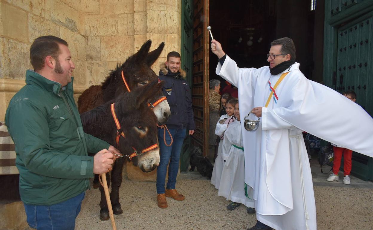 El párroco de Cigales, Alfredo Lanchero, bendiciendo a dos burros en la puerta del templo 