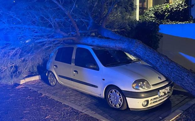 El viento derriba un árbol de grandes dimensiones sobre un coche en Laguna