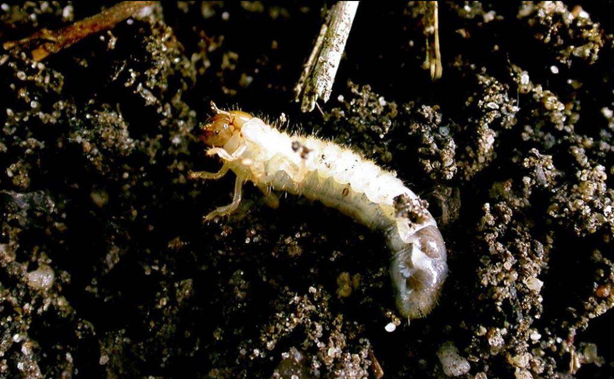 Larvas del escarabajo de estiércol.