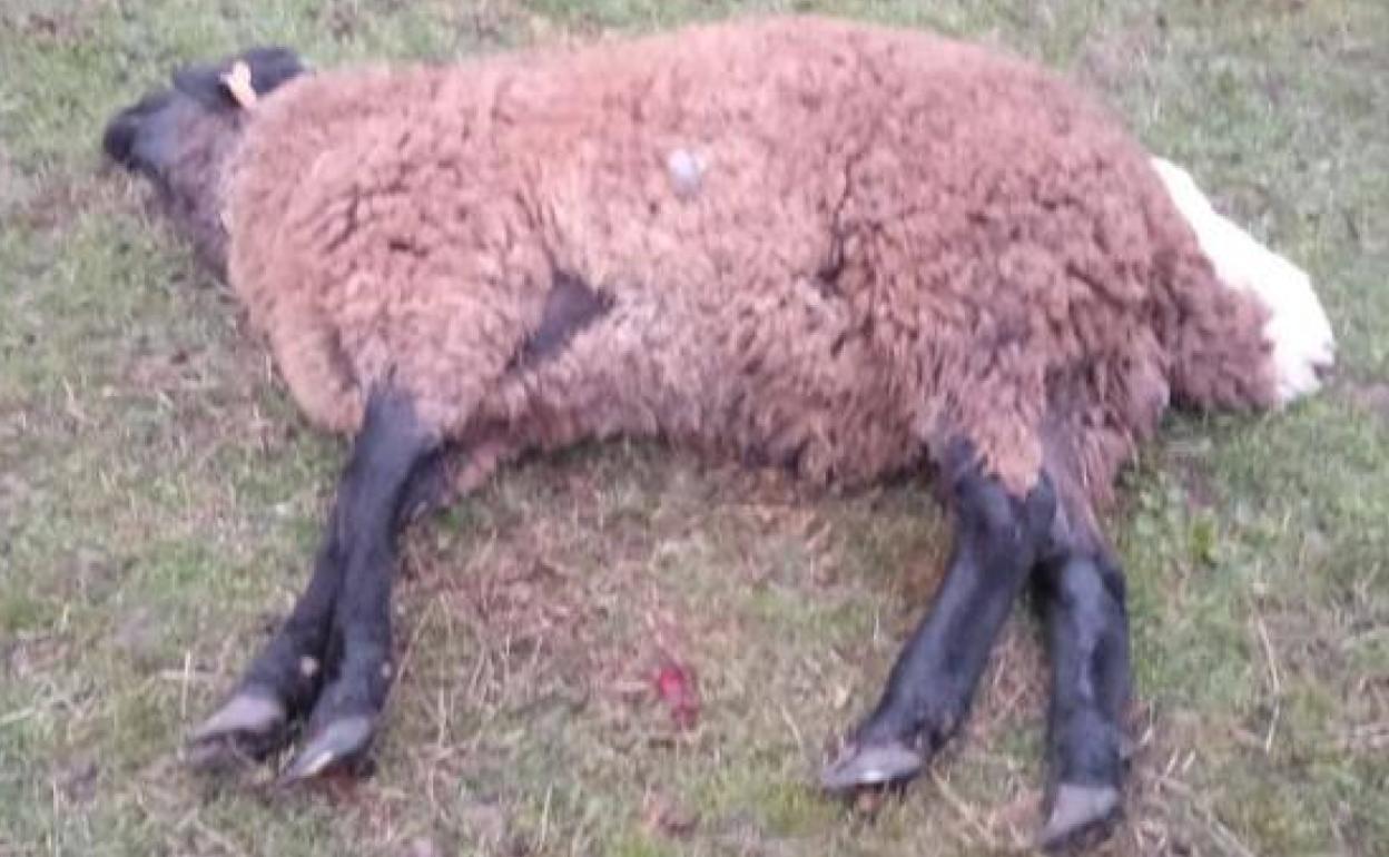 Uno de los carneros atacados por lobos en Espirdo.