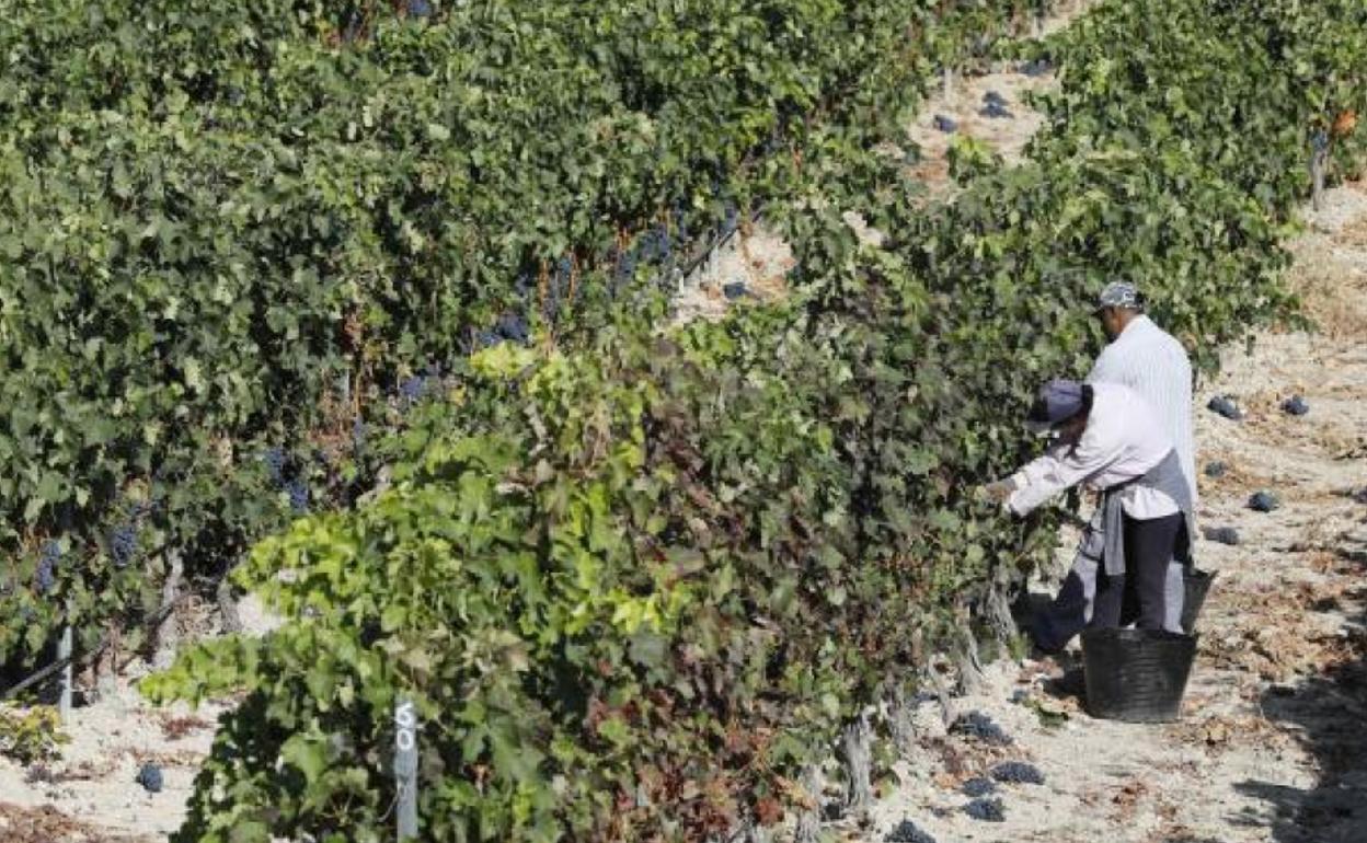 Dos trabajadores durante la vendimia en la Ribera de Duero.