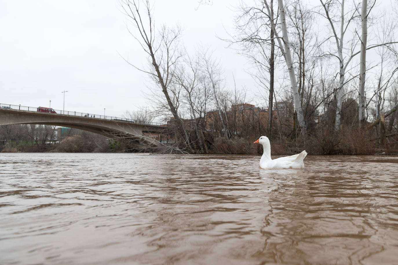 Fotos: El Pisuerga alcanza su caudal pico del año a su paso por Valladolid