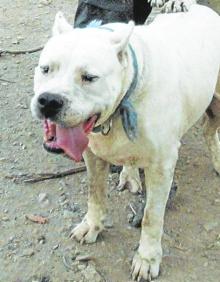 Imagen secundaria 2 - Arriba, Tosa Inu.. Sobre estas líneas, Pit Bull Terrier y Dogo Argentino. 