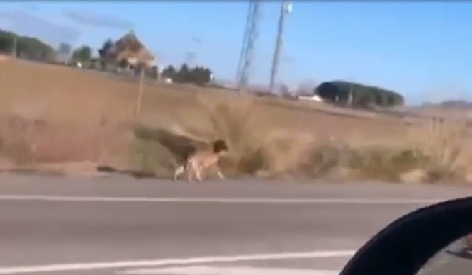 Caza y captura de un perro lobo checo en Aldeamayor