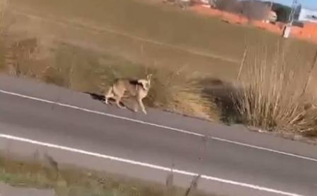 Perro lobo checo avistado hace unos días en Aldeamayor de San Martín.