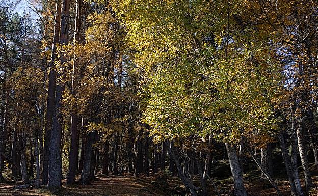 Árboles en la zona norte de Madrid. 