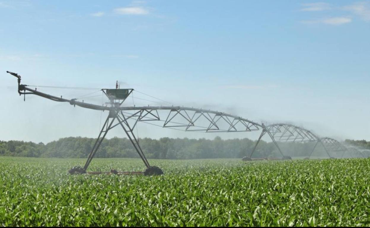 Riego en una parcela agrícola de Pedrajas de San Esteban.