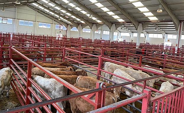 Salamanca mantiene la bajada de precios en los cereales y subida en el porcino blanco