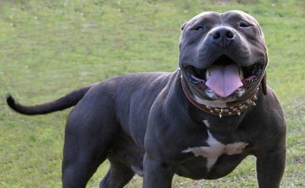 Roban tres 'American Bully' en un domicilio de Venta de Baños 