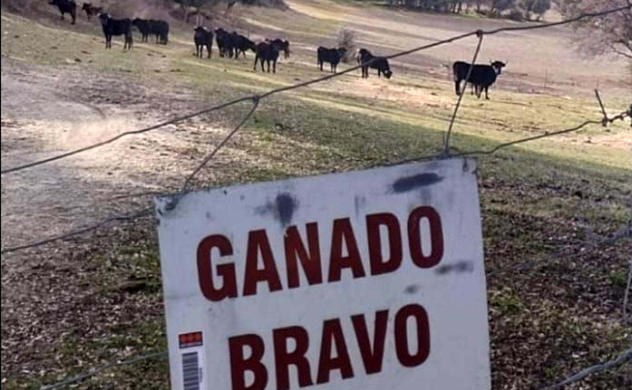 Cartel que avisa de la presencia de reses bravas de la ganadería de Marqués de Quintanar. 