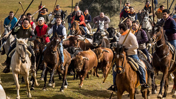 Imagen secundaria 1 - Salamanca: Herido un joven de Cuéllar en el multitudinario encierro a caballo de Ciudad Rodrigo