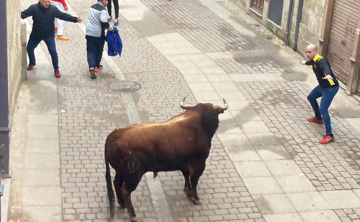 El Toro del Aguardiente en la calle Madrid de Ciudad Rodrigo. 