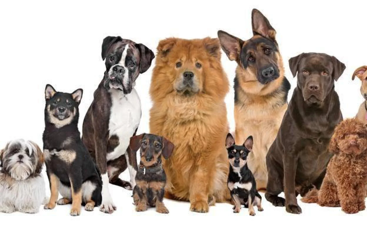 El cambio de última hora en la Ley animal y que afecta al nuevo seguro para  perros