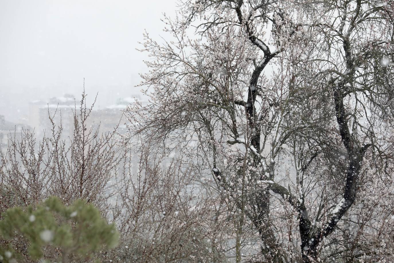 Fotos: Nieva en Valladolid capital