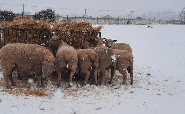 Las ovejas de la Finca La Huérfana, en Ledesma, no se apartan del alimento a pesar de la nieve. 